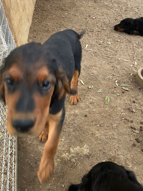 Chiots Setter Gordon 0 49230 Saint-germain-sur-moine