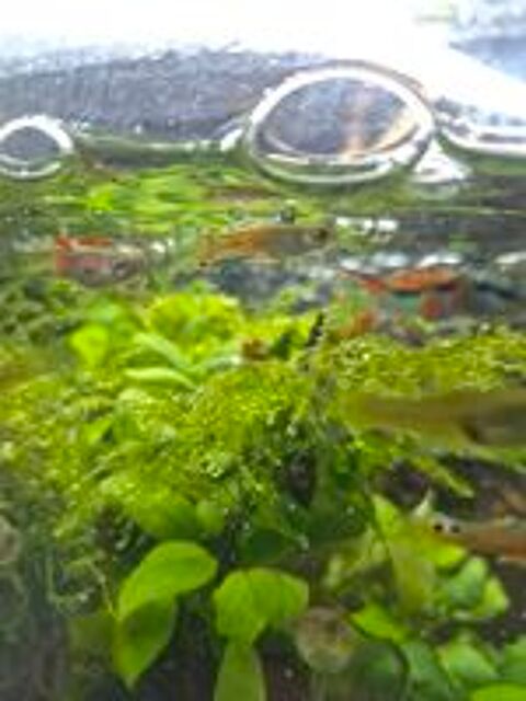   Guppys endler mâles et Femelles 