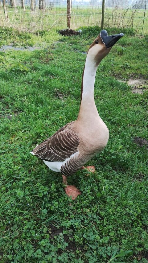 Jar de Guin&eacute;e 40 02700 Fri�res-faillou�l