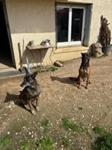Chien WIN à l adoption 80 07100 Annonay