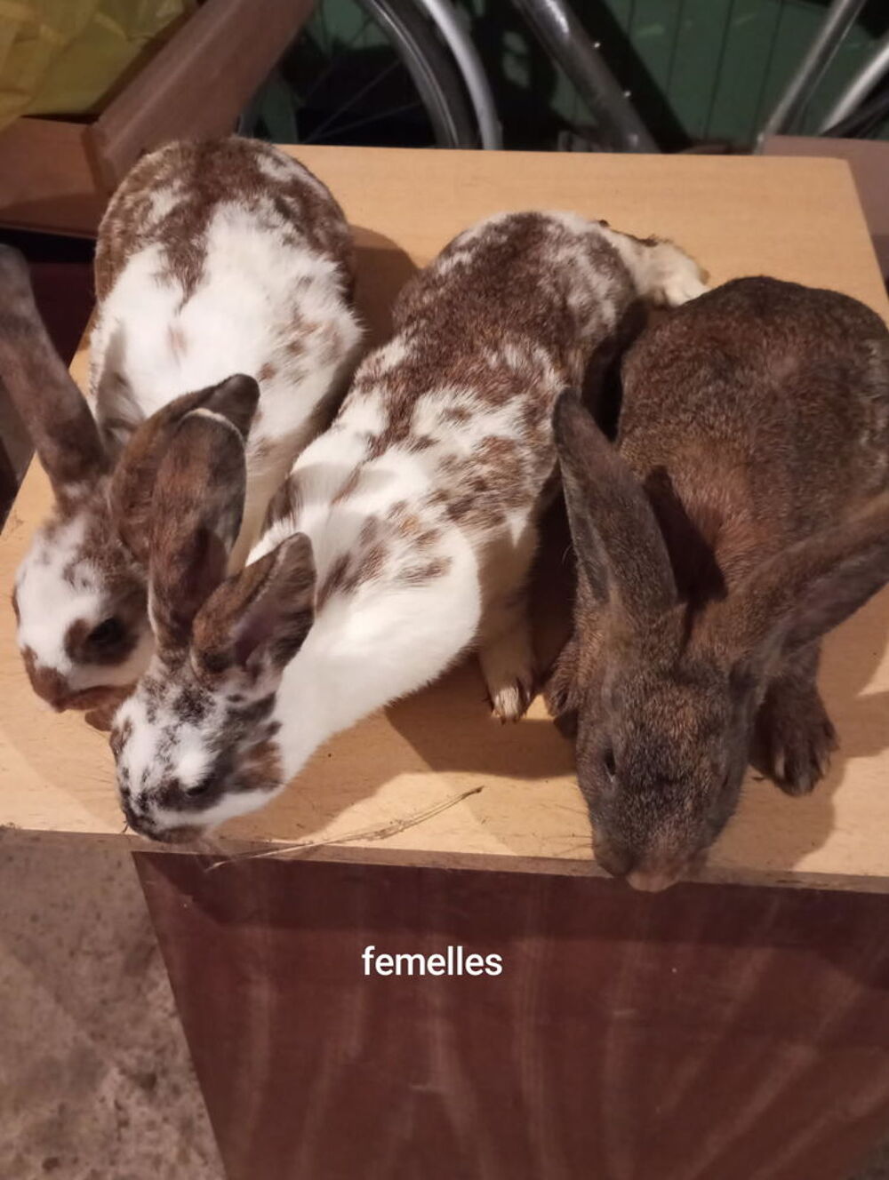   Lapin fermier  