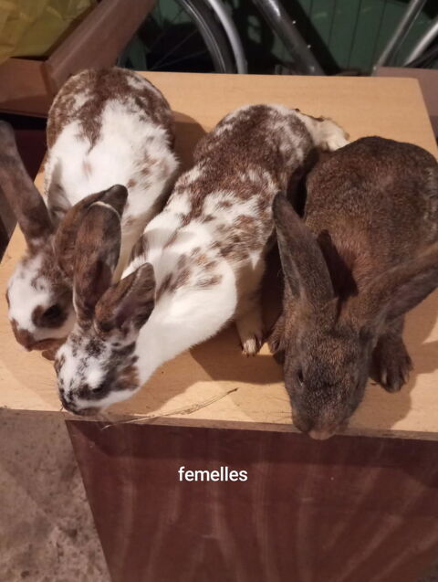 Lapin fermier 0 44460 Avessac