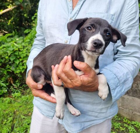 Malak, femelle crois&eacute;e berger, n&eacute;e le 06/11/2025 🤍 300 60000 Allonne