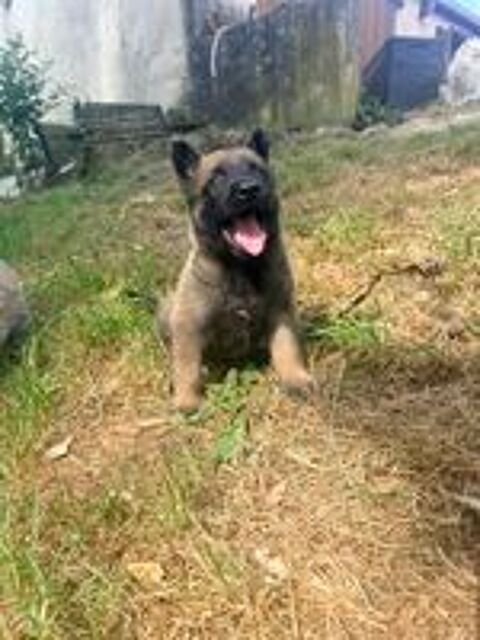   Chiots MalinOIS LOF - 4F 3M - Élevage familial  