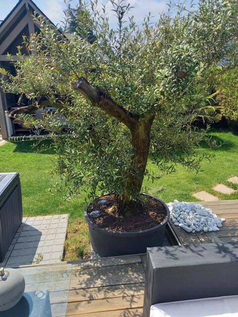 Olivier en pot 350 Saint-Briac-sur-Mer (35)