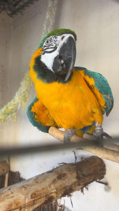 Perroquet Aubagne (13)