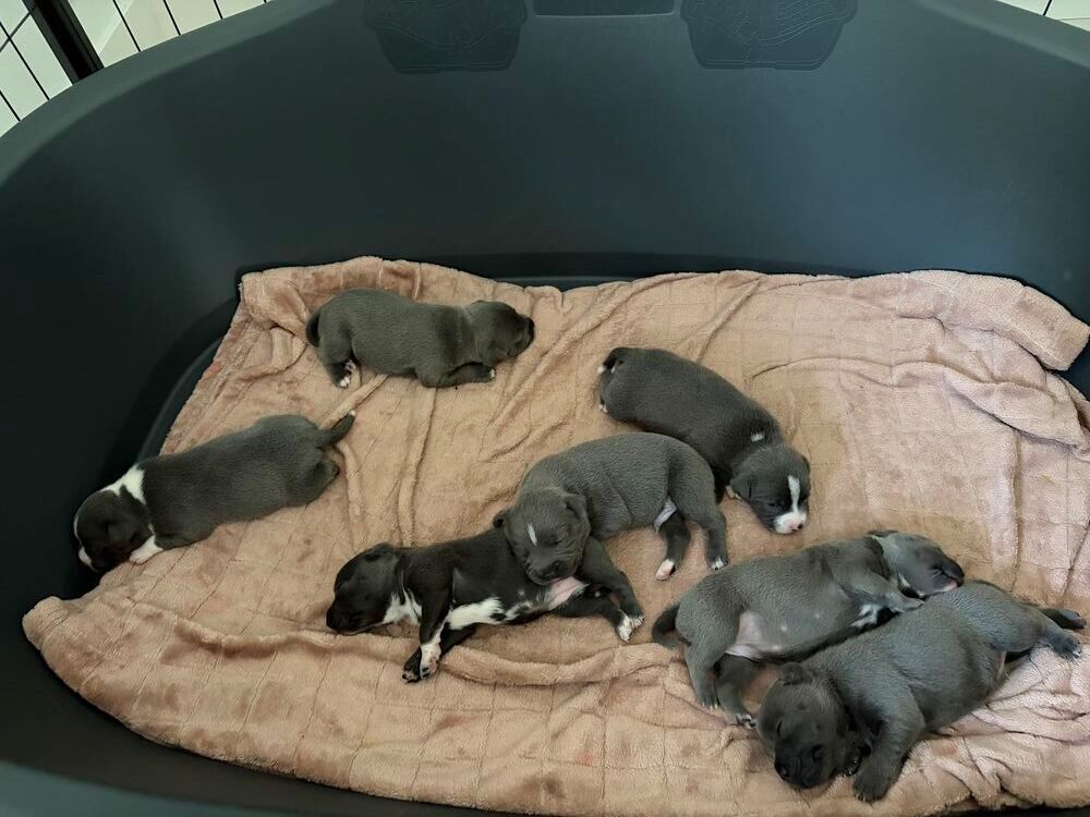   Chiot Staffordshire Bull Terrier  