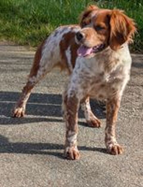   Chiots Épagneul Breton LOF À RESERVER 