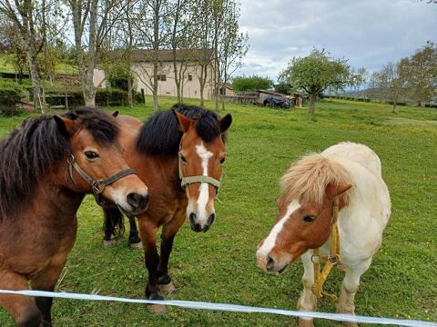 3 poneys 950 71170 Chauffailles