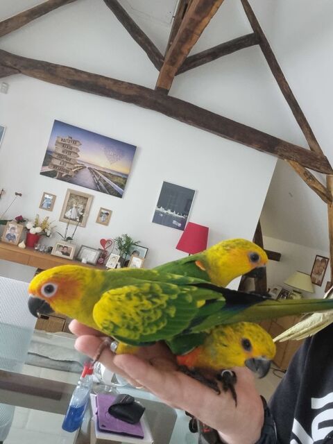 Conure soleil et jandaya EAM 2025 350 86380 Marigny-brizay