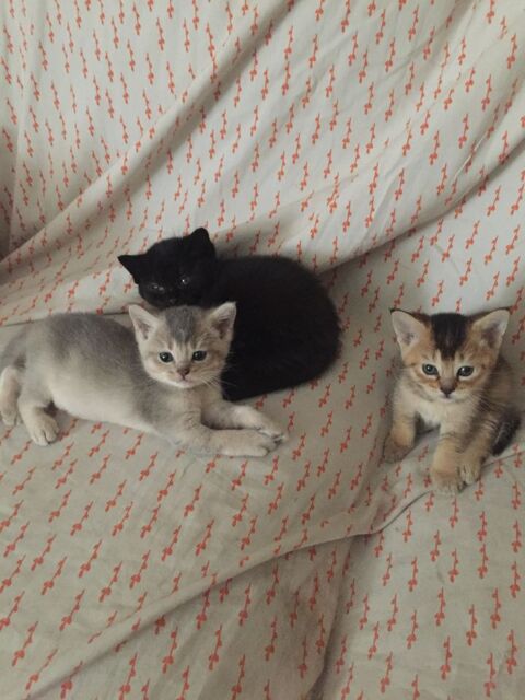 Chatons British Shorthair 0 45000 Orléans