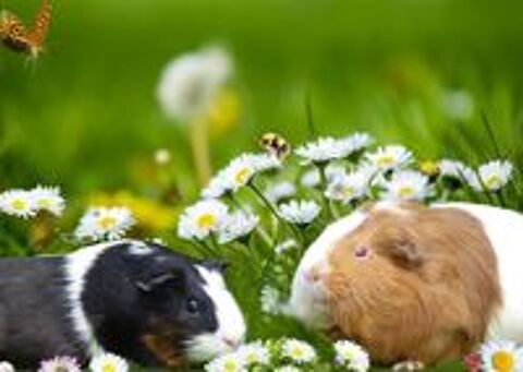   Nos protgs  l'adoption  