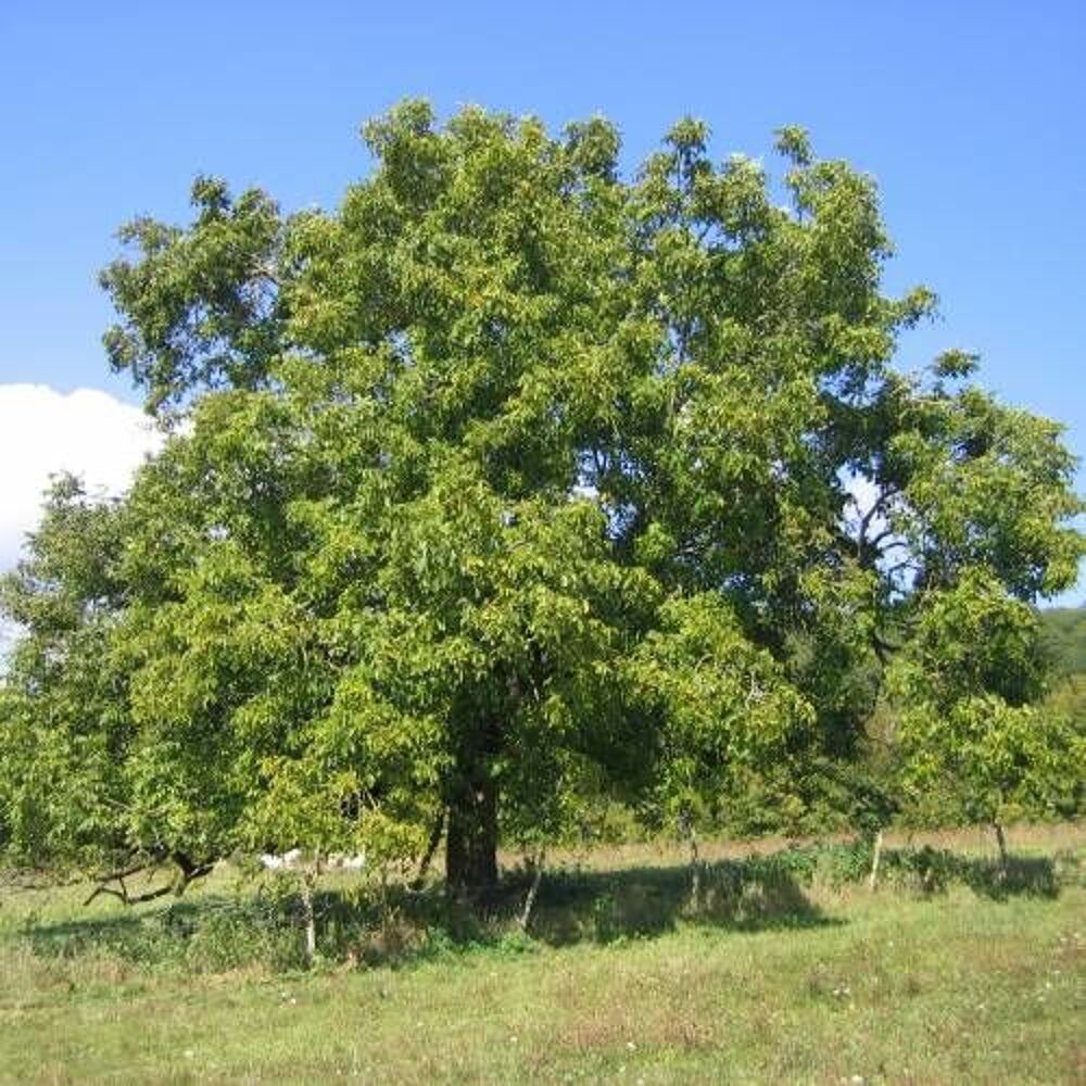 1 plant de noyer grandjean
Jardin