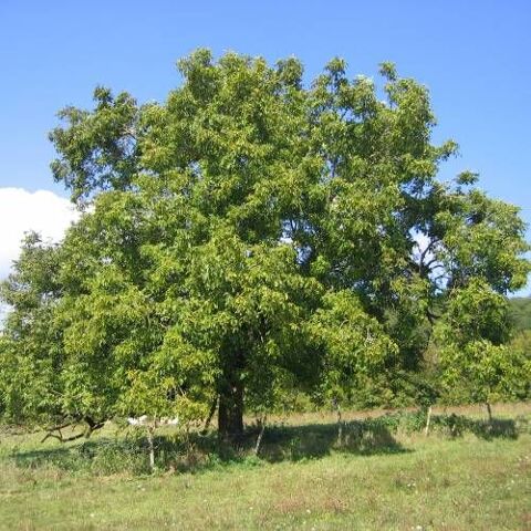 1 plant de noyer grandjean
4 Dgagnac (46)