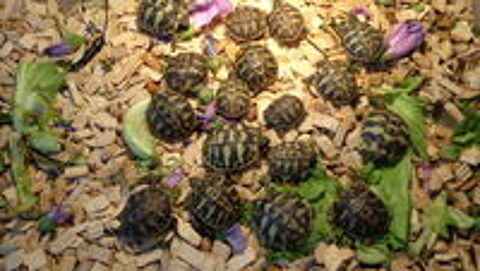   BB tortues 