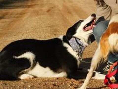   LETA 5 ans, chienne douce et affectueuse 
