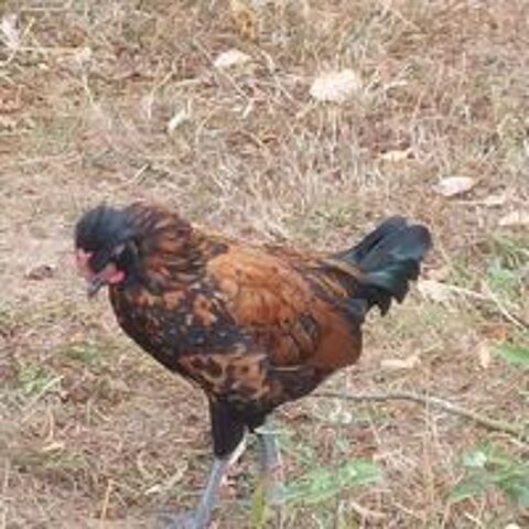   Magnifique coq nain de 3 mois

