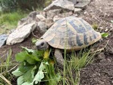   Cède Testudo Boettgeri  