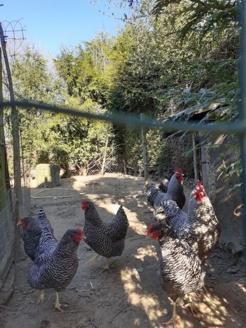 couples de Amrock (poule et coq) 35 27400 Canappeville
