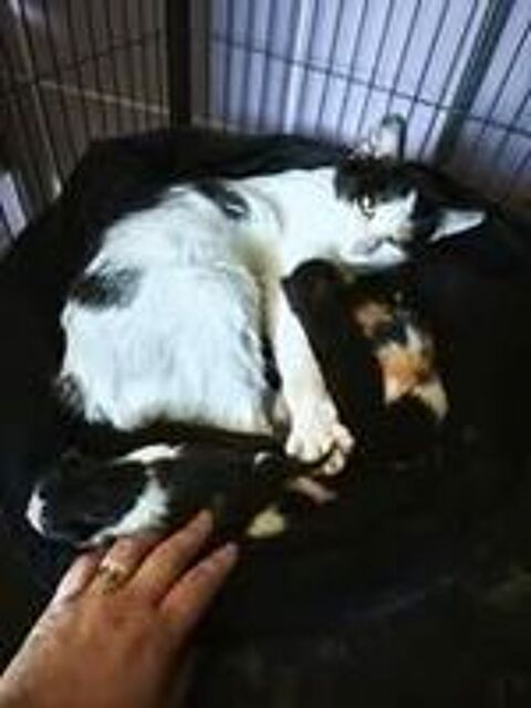   Chat KUM KUM à l adoption 