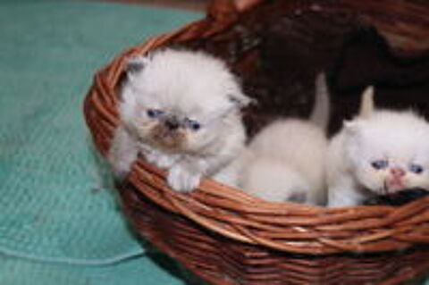   CHATONS PERSAN ET EXOTIC SHORTHAIR COLOURPOINT LOOF  