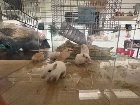 Dons b&eacute;b&eacute;s gerbilles 0 83600 Fr�jus