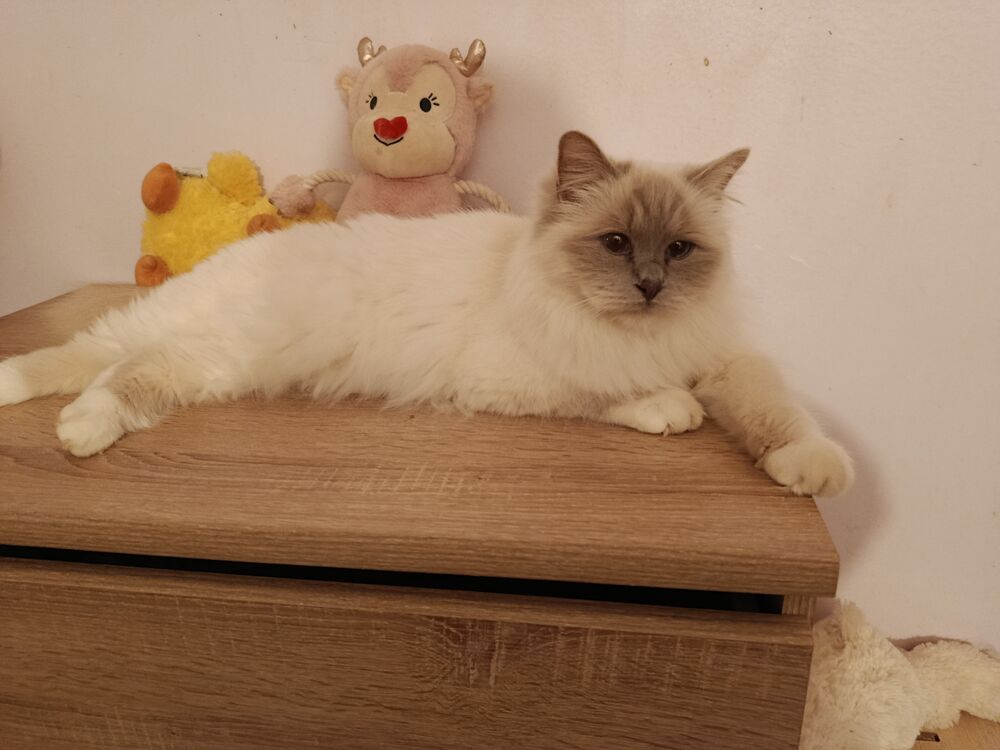   CHATTE BIRMAN RETRAITEE 