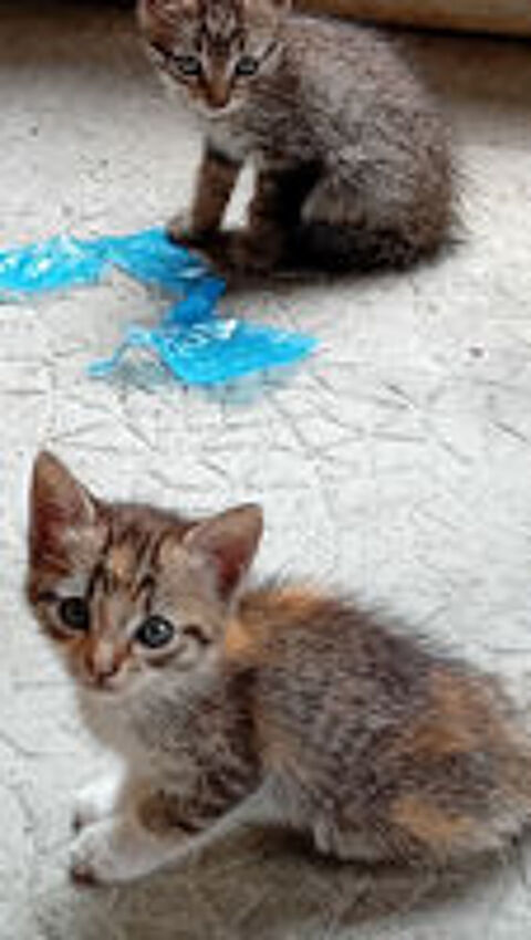   donne chatons 