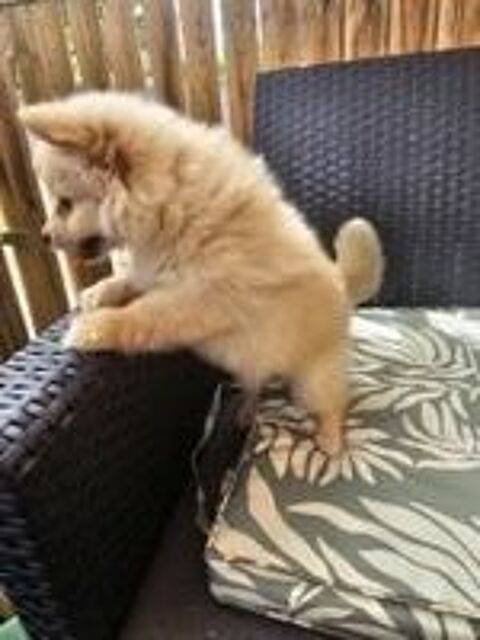   spitz allemand 