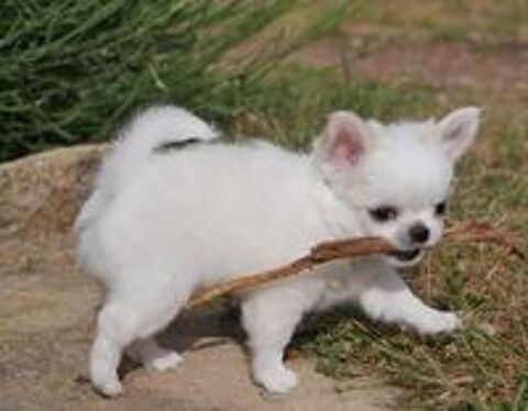   Magnifique chiot chihuahua poil long issu de LOF & FCI 
