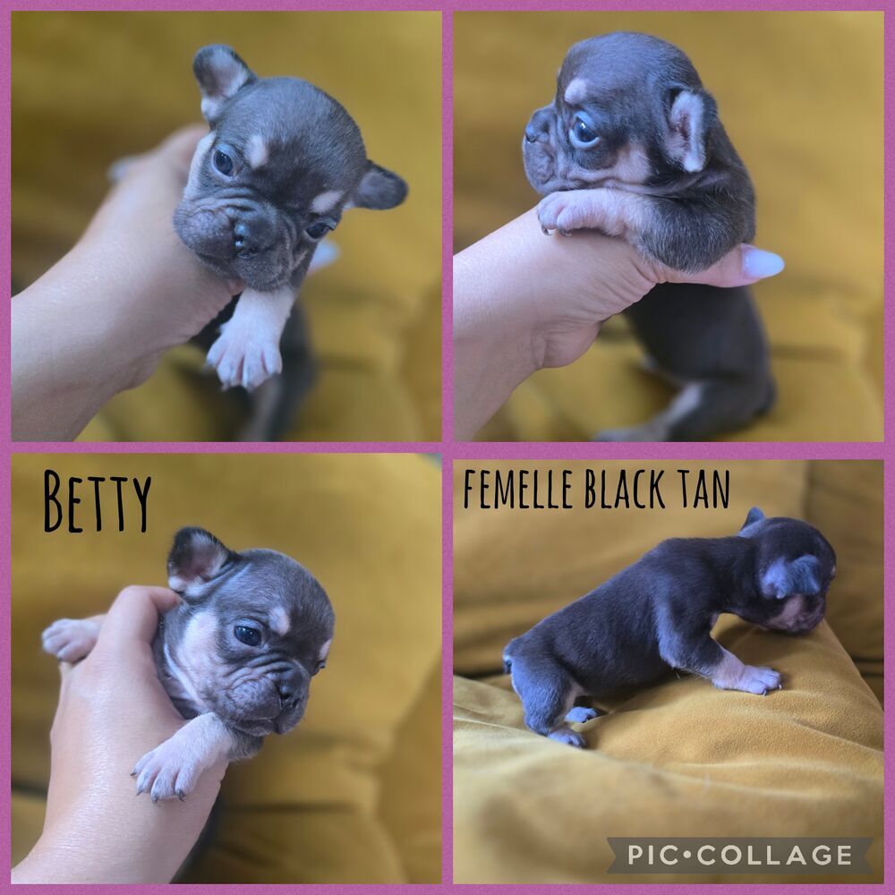   Chiots bouledogue français exotiques  