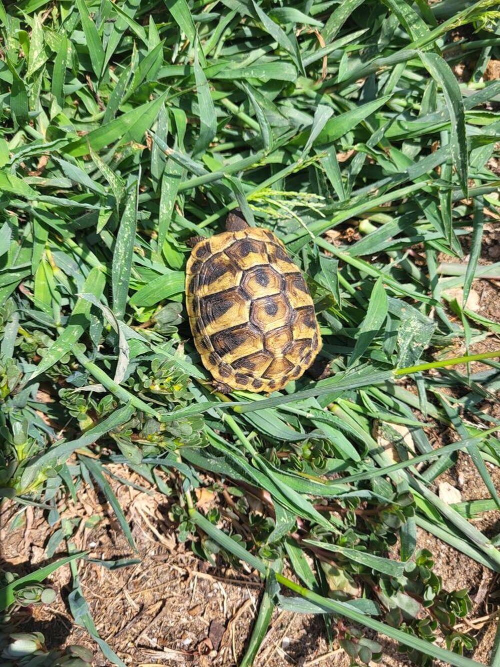   TORTUE TERRESTE  