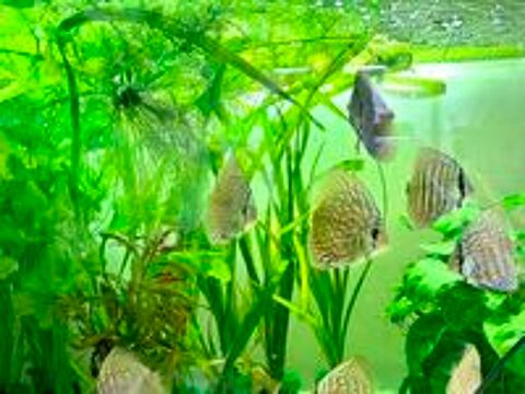   Discus royal bleu 