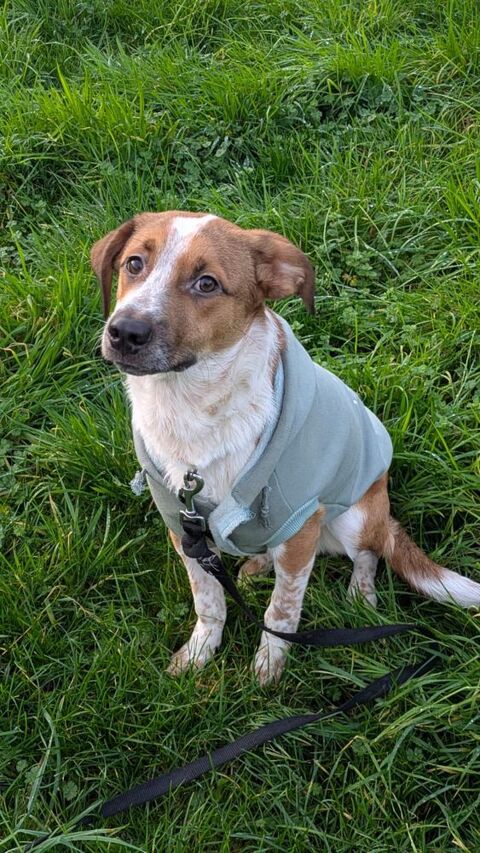 Amore, m&acirc;le X berger n&eacute; le 03/05/2025 380 77000 Livry-sur-seine