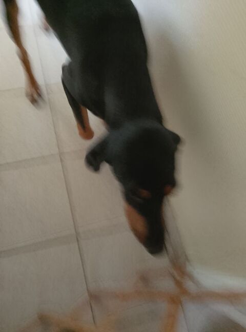 utopia chienne très douce 100 56350 Allaire