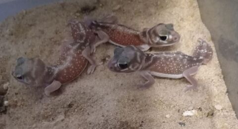 Gecko Nephrurus levis pilbarensis m&acirc;les et femelles 250 93500 Pantin