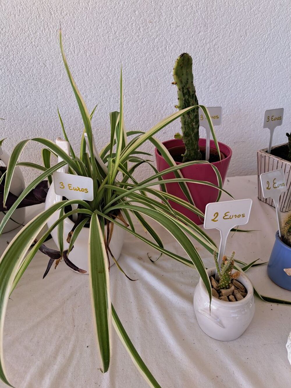Plantes avec cache pots diff&eacute;rents petits prix Jardin