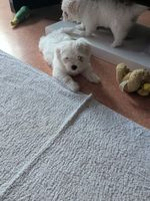   Bichon maltais à adopter, chiot femelle  