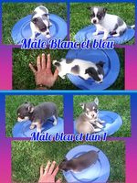   Chiot chihuahua poil court et long  