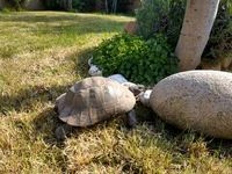   Tortue ADULTE 35 Ans Ibera (Legale avec documents et cic) 