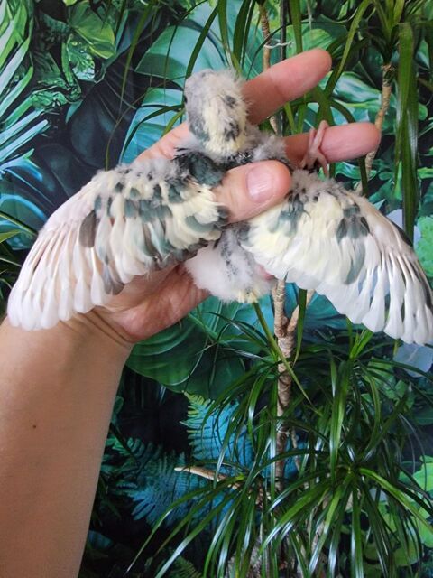 3 kakarikis sevrés dans une quinzaine, a réserver 90 65000 Tarbes