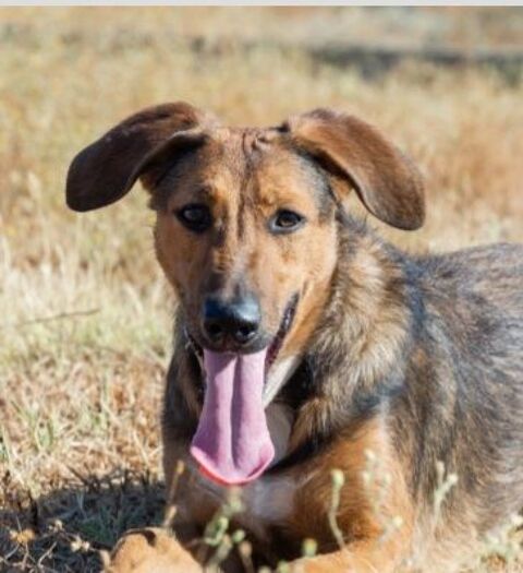 YUMA 300 27620 Gasny