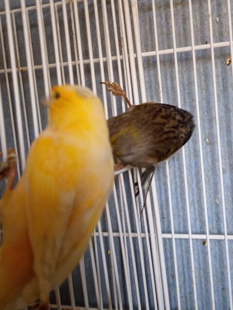 Canaris 40 15210 Ydes