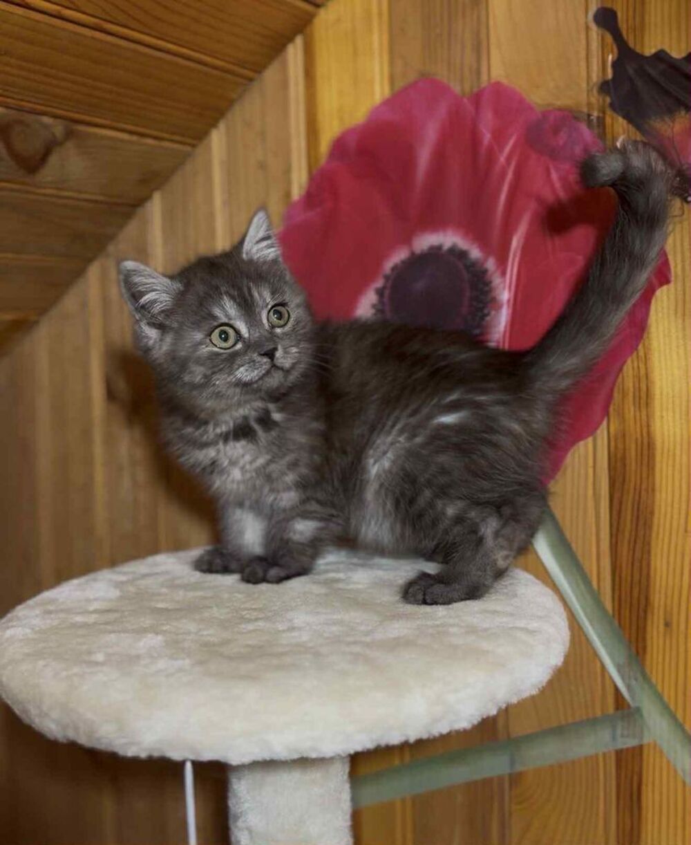   british shorthair blake smoke yeux verts. 