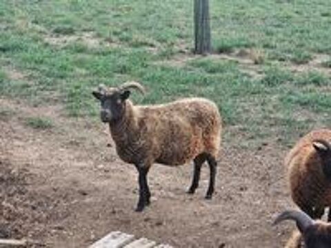   Brebis shetland et son agnelle 