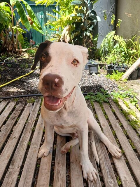 Neo, mâle croisé berger, né le 01/01/2025 &#128054; 380 78000 Versailles