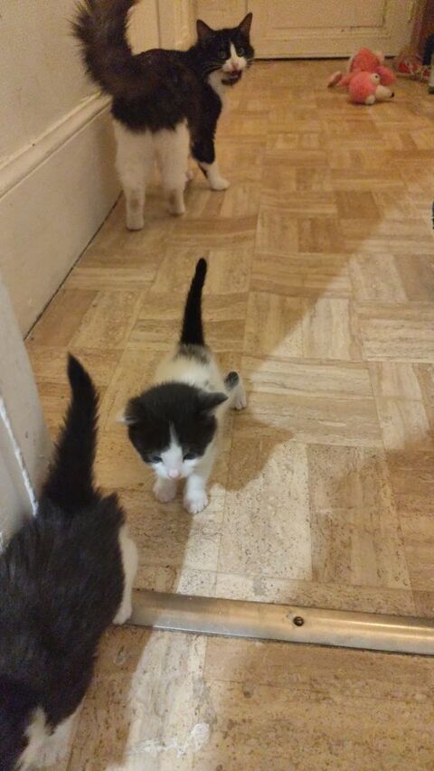 4 chatons 0 77130 Montereau-fault-yonne