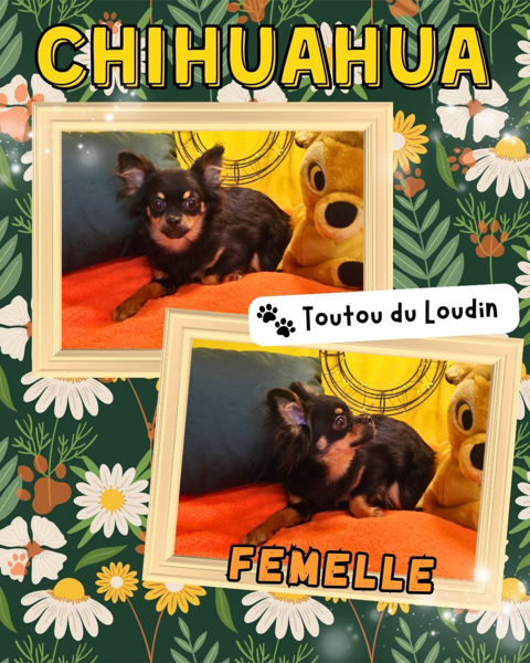 Chiot chihuahua femelle poils longs 600 18140 Pr�cy