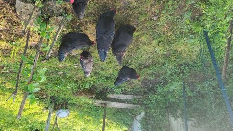 Poulette Australorp baguée et vermifugée. 35 17460 Prguillac