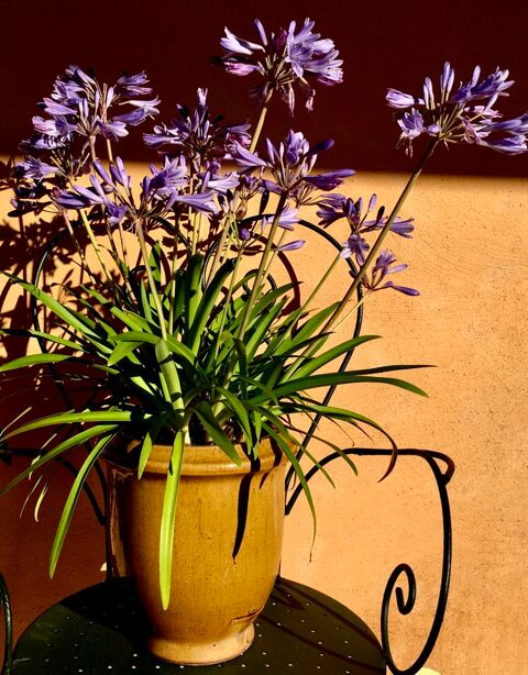 Pot de fleurs en terre cuite maille et sign + Agapanthes 20 L'Isle-Jourdain (32)